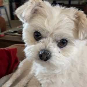 Meet your Posher, Jill